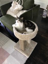 Lost Female Cat last seen Beacon and junius Street, Dallas, TX 75214