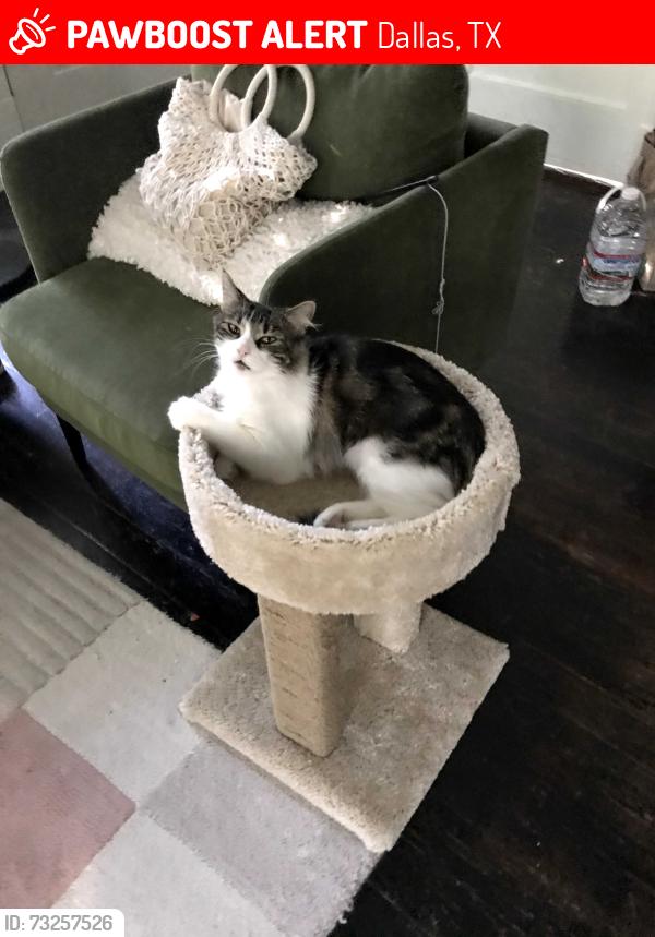 Lost Female Cat last seen Beacon and junius Street, Dallas, TX 75214