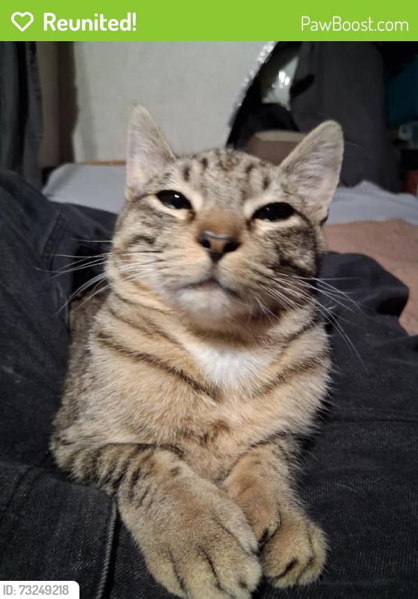 Reunited Male Cat last seen Lake Murray, San Diego, CA 92119