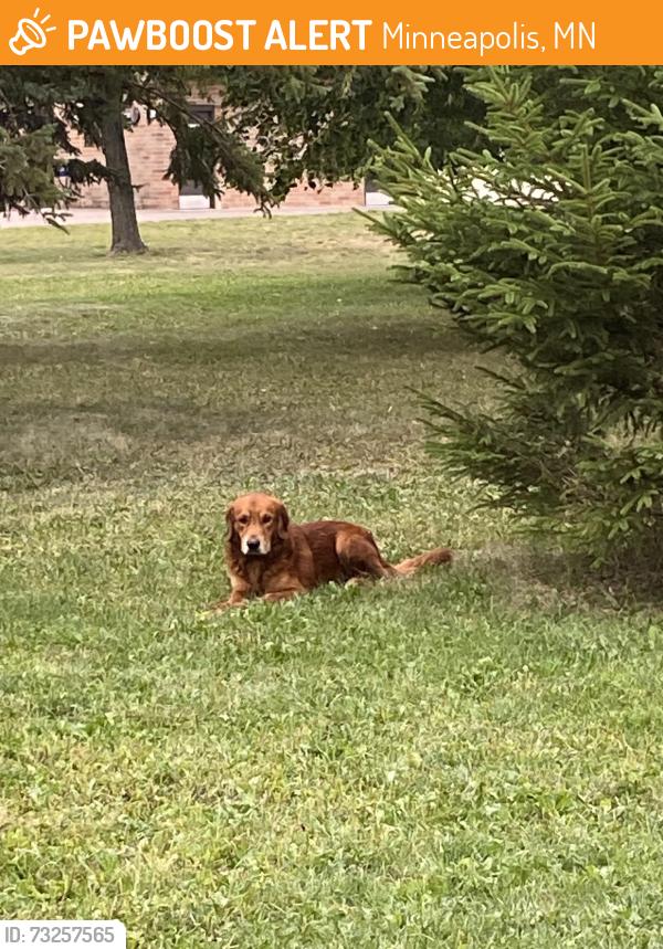 Found/Stray Male Dog last seen Bryn Mawr Park, Minneapolis, MN 55405