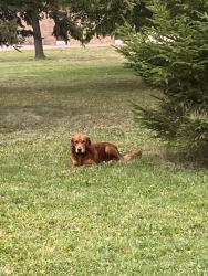 Found/Stray Male Dog last seen Bryn Mawr Park, Minneapolis, MN 55405
