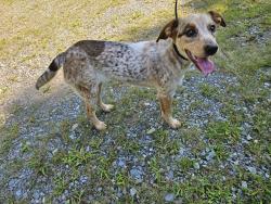Found/Stray Unknown Dog last seen Sassafrass Shelter on the AT. Bryson City/Robbinsville/Almond NC, Bryson City, NC 28713