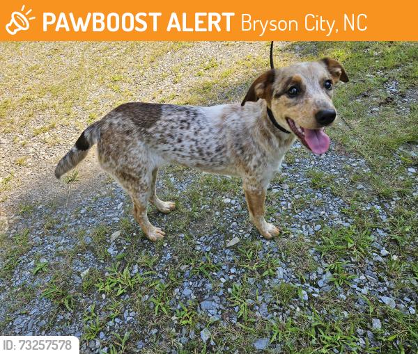 Found/Stray Unknown Dog last seen Sassafrass Shelter on the AT. Bryson City/Robbinsville/Almond NC, Bryson City, NC 28713