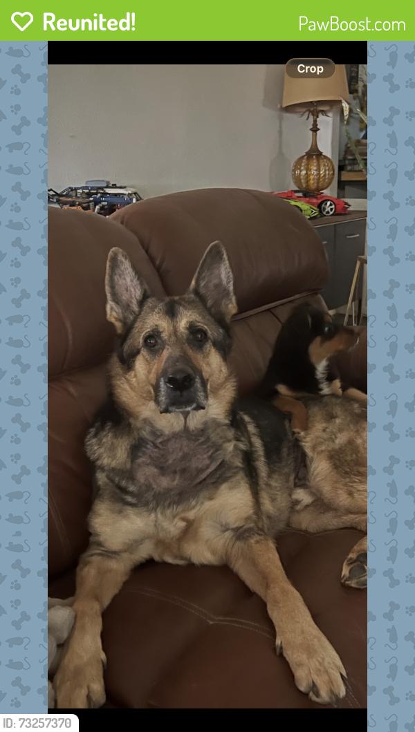 Reunited Male Dog last seen Whitley road/ bunker hill, Watauga, TX 76148