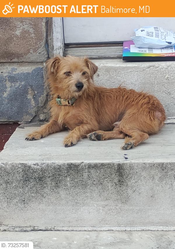 Found/Stray Male Dog last seen S. Highland ave, Baltimore, MD 21224