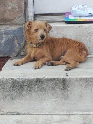 Found/Stray Male Dog last seen S. Highland ave, Baltimore, MD 21224