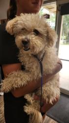 Reunited Female Dog last seen Michigan Ave & Creekview Ct, St. Cloud, FL 34772