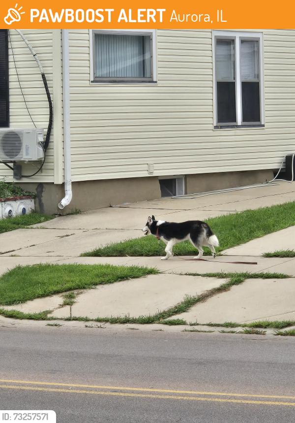 Found/Stray Unknown Dog last seen Heading towards Garfield Park, Aurora, IL 60505