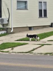 Found/Stray Unknown Dog last seen Heading towards Garfield Park, Aurora, IL 60505