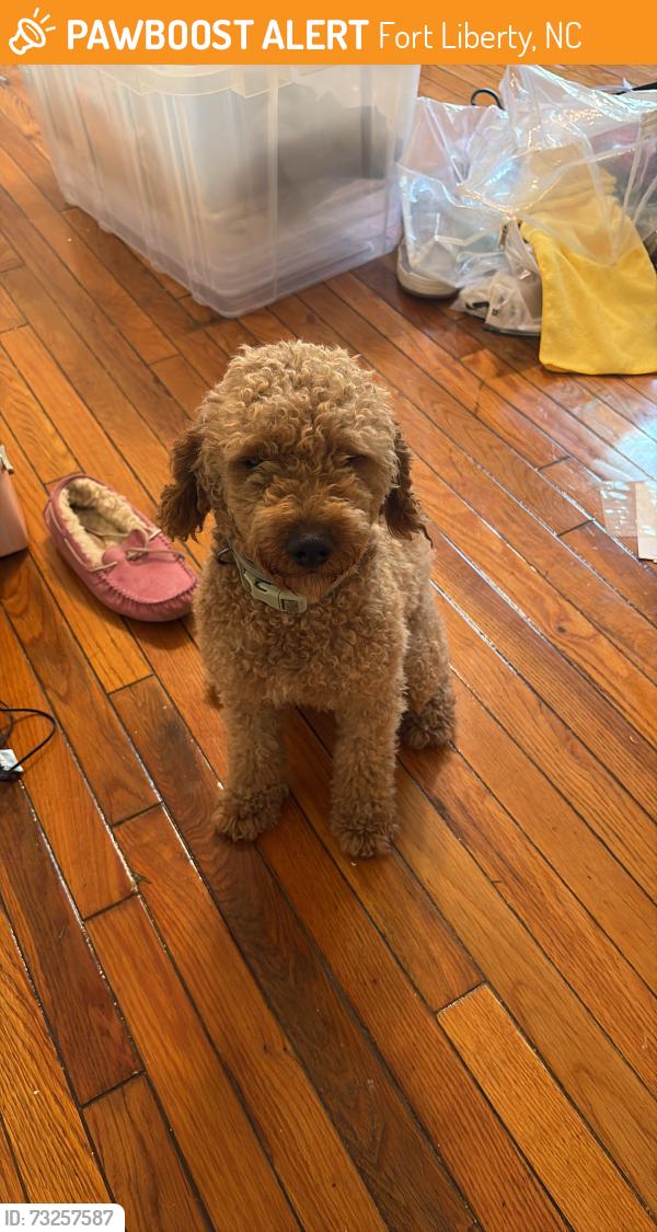 Found/Stray Male Dog last seen He ran up to me in my neighborhood, Fort Liberty, NC 28307