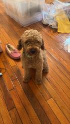 Found/Stray Male Dog last seen He ran up to me in my neighborhood, Fort Liberty, NC 28307