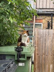 Lost Female Cat last seen Seen in an alley on London Road in between the empty building and barber shop (Pizza hut and pizza fireaway are on the same side), Southend-on-Sea, England SS0 7HZ