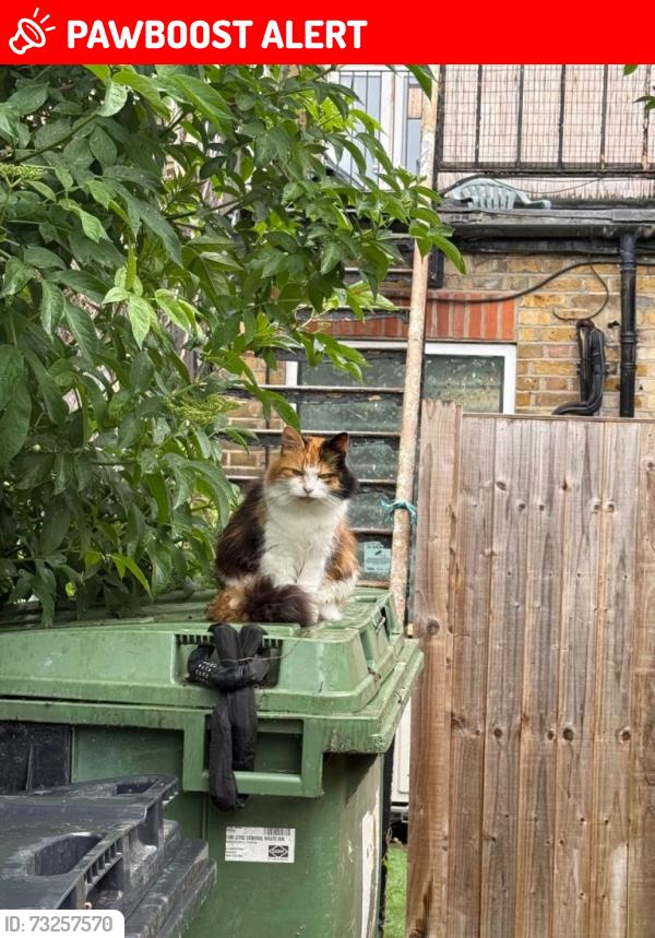 Lost Female Cat last seen Seen in an alley on London Road in between the empty building and barber shop (Pizza hut and pizza fireaway are on the same side), Southend-on-Sea, England SS0 7HZ