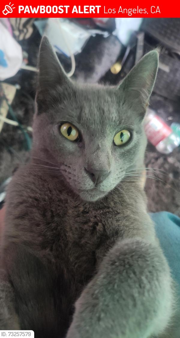 Lost Male Cat last seen LAPD Harbor Division/Ports America Building, Los Angeles, CA 90731