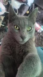 Lost Male Cat last seen LAPD Harbor Division/Ports America Building, Los Angeles, CA 90731
