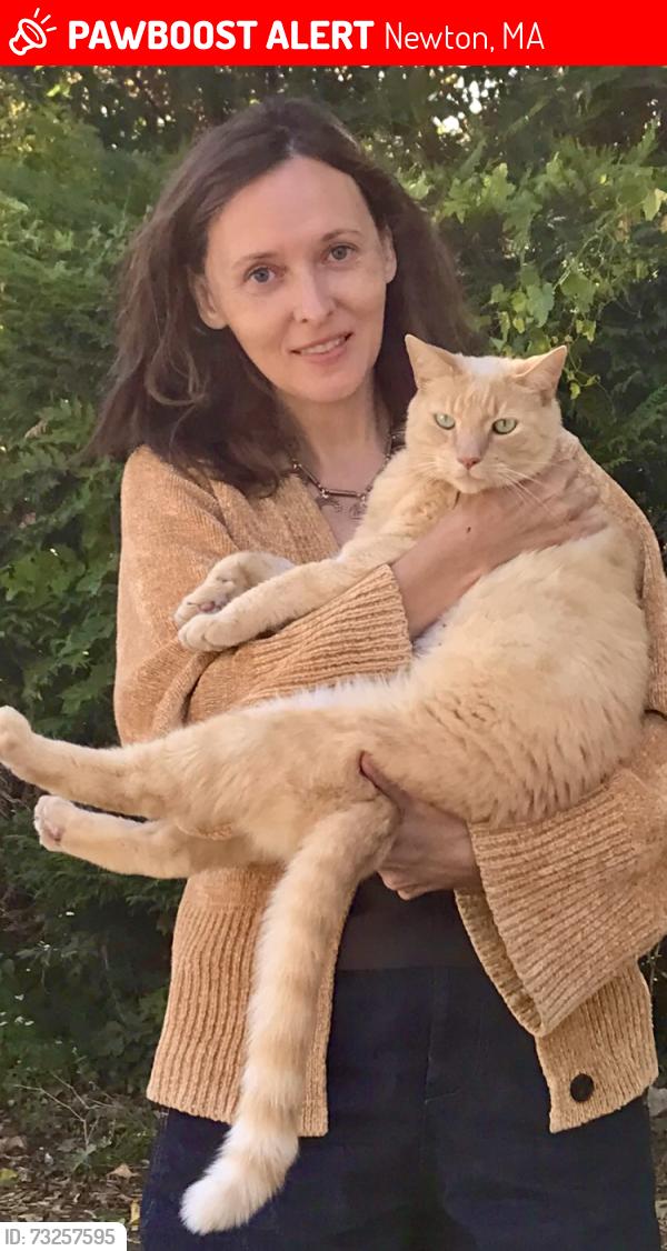 Lost Male Cat last seen Elliot Terrace and Elliot St, Newton, MA 02464
