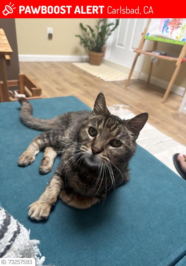 Lost Male Cat last seen Caminito Azul & Camino de las Ondas - Altamira 1 neighborhood, Carlsbad, CA 92011