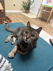 Lost Male Cat last seen Caminito Azul & Camino de las Ondas - Altamira 1 neighborhood, Carlsbad, CA 92011