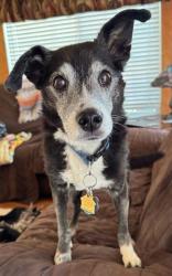 Reunited Male Dog last seen Snowdrop & Lightning; Highland Ranch HOA building, Sun Valley, NV 89433