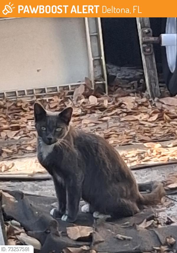 Found/Stray Unknown Cat last seen Jewel Street, Deltona, Deltona, FL 32738