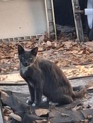 Found/Stray Unknown Cat last seen Jewel Street, Deltona, Deltona, FL 32738