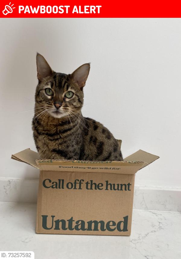 Lost Male Cat last seen Horley Road, Saint Werburgh's, England 