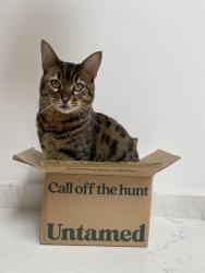 Lost Male Cat last seen Horley Road, Saint Werburgh's, England 