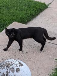 Found/Stray Unknown Cat last seen Hegerman St. & Comley St. Phila PA 19135, Philadelphia, PA 19135
