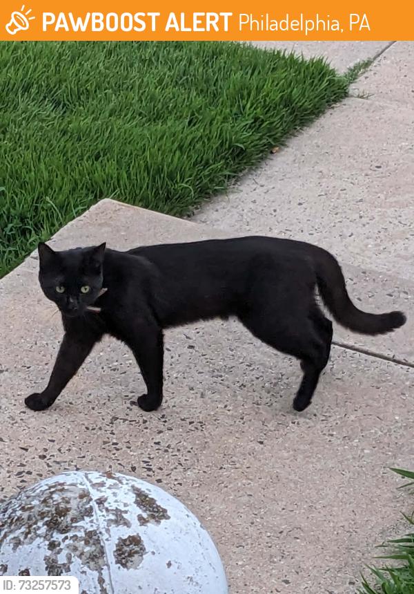 Found/Stray Unknown Cat last seen Hegerman St. & Comley St. Phila PA 19135, Philadelphia, PA 19135
