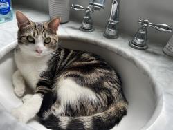 Reunited Female Cat last seen N Wilson Ave & Orange Grove, Pasadena, CA 91106