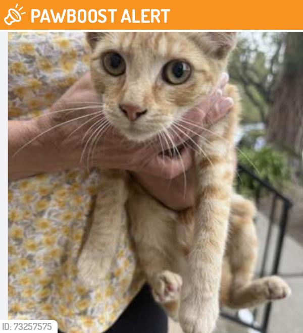 Found/Stray Unknown Cat last seen Hawthorne Blvd, Rancho Palos Verdes, CA 90275
