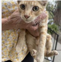 Found/Stray Unknown Cat last seen Hawthorne Blvd, Rancho Palos Verdes, CA 90275