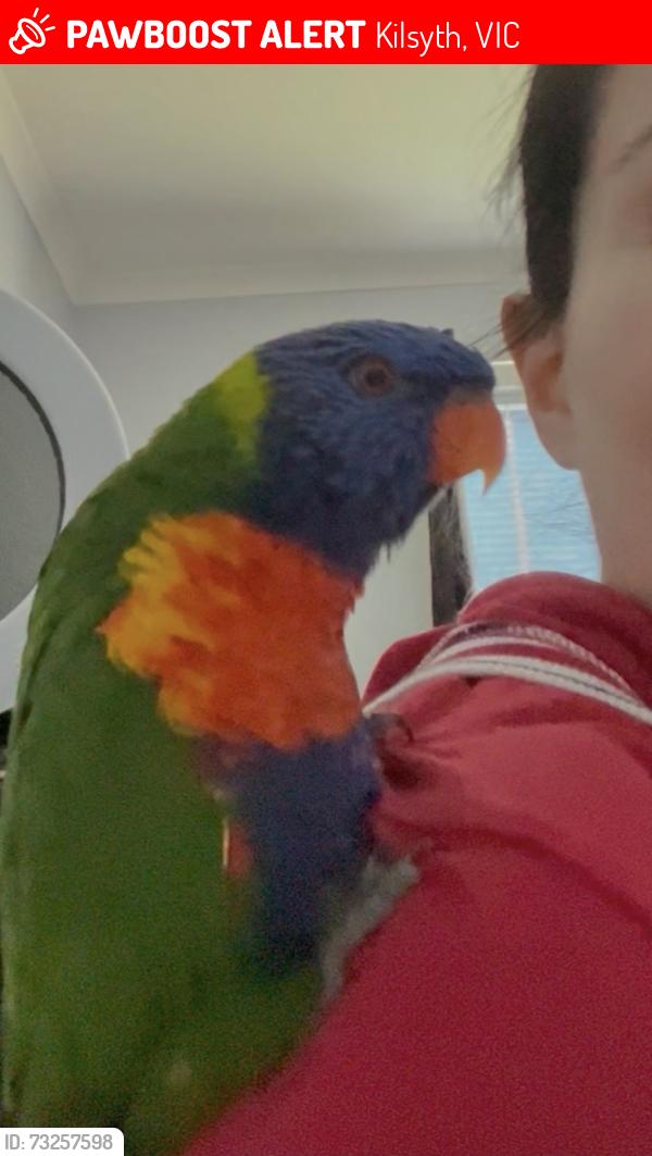 Lost Female Bird last seen Grierson drive, Kilsyth, Kilsyth, VIC 3137