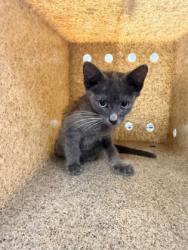 Shelter Stray Female Cat last seen W Poplar St, Gastonia, NC, 1491 Business Park Ct, Gastonia, NC 28052, USA