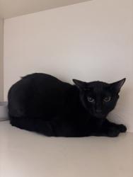 Shelter Stray Female Cat last seen , , GA, 3280 Chamblee Dunwoody Rd, Chamblee, GA 30341, USA