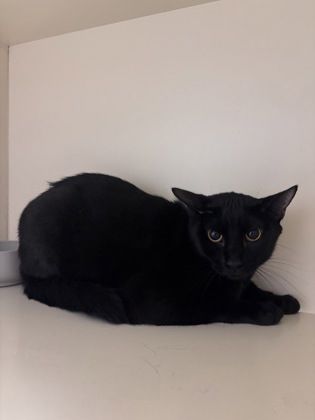 Shelter Stray Female Cat last seen , , GA, 3280 Chamblee Dunwoody Rd, Chamblee, GA 30341, USA