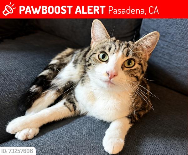 Lost Female Cat last seen Orange Grove Bl., Pasadena, CA 91106
