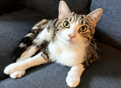 Lost Female Cat last seen Orange Grove Bl., Pasadena, CA 91106