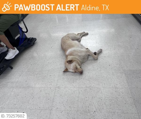Found/Stray Unknown Dog last seen Westrd and N freeway, Aldine, TX 77037