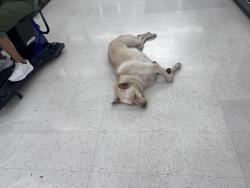 Found/Stray Unknown Dog last seen Westrd and N freeway, Aldine, TX 77037