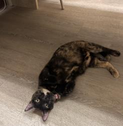 Reunited Unknown Cat last seen Near westmore road, San Diego, ca 92126, San Diego, CA 92126