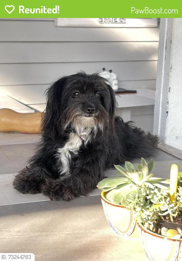 Reunited Female Dog last seen Watt ave and whitney, Sacramento, CA 95821