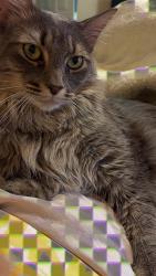 Reunited Male Cat last seen Werrington and Connor’s way, Houston, TX 77073