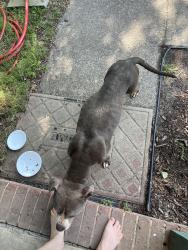 Found/Stray Female Dog last seen Union Road, Gastonia, NC 28056