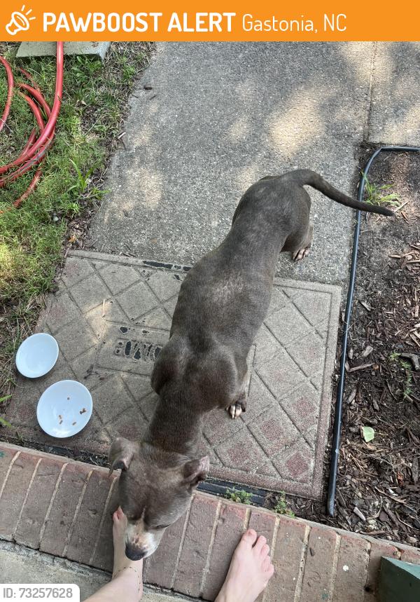 Found/Stray Female Dog last seen Union Road, Gastonia, NC 28056