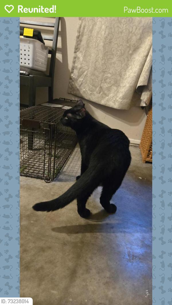 Reunited Male Cat last seen Between Chancey Rd and Palm Grove Dr, Zephyrhills, FL 33542