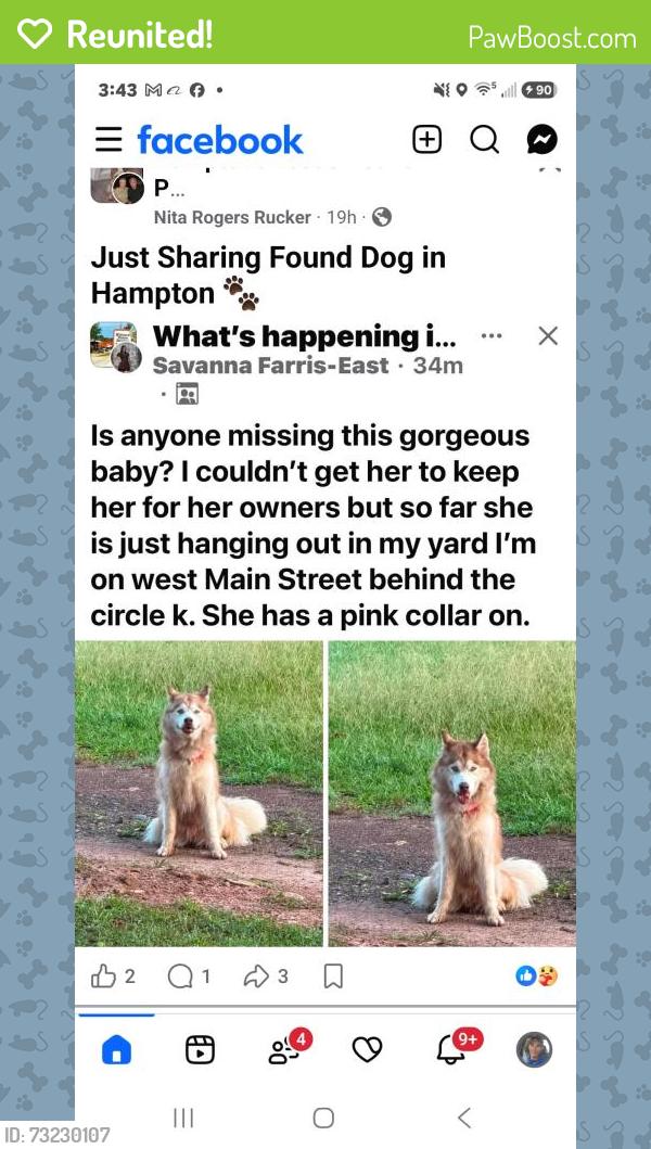 Reunited Female Dog last seen Circle k in hampton/w. Main street, Hampton, GA 30228