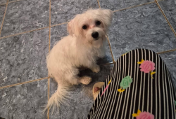 Reunited Male Dog last seen SE Green Oaks and Matlock, Arlington, TX 76018