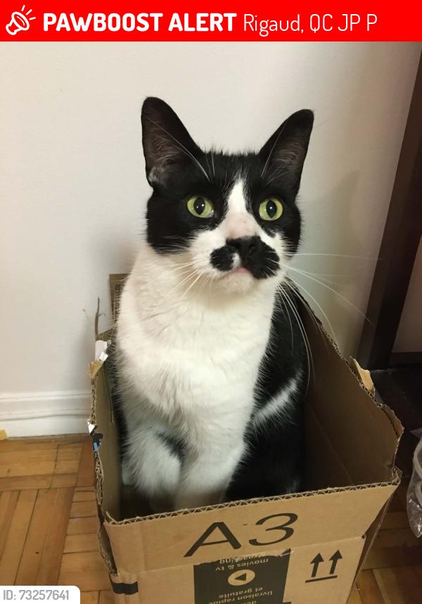 Lost Female Cat last seen Near chemin de la Pointe-à-la-Raquette, Rigaud, QC J0P 1P0