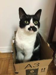 Lost Female Cat last seen Near chemin de la Pointe-à-la-Raquette, Rigaud, QC J0P 1P0